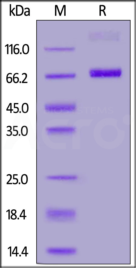 CD38 SDS-PAGE