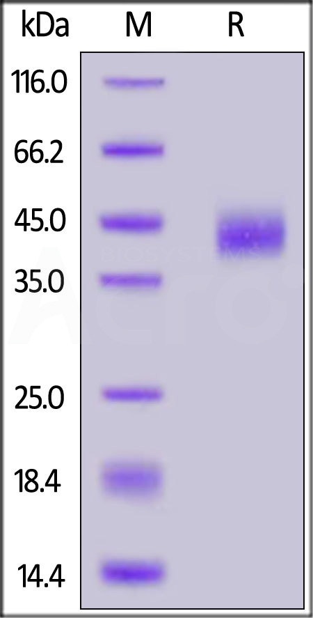 CD38 SDS-PAGE