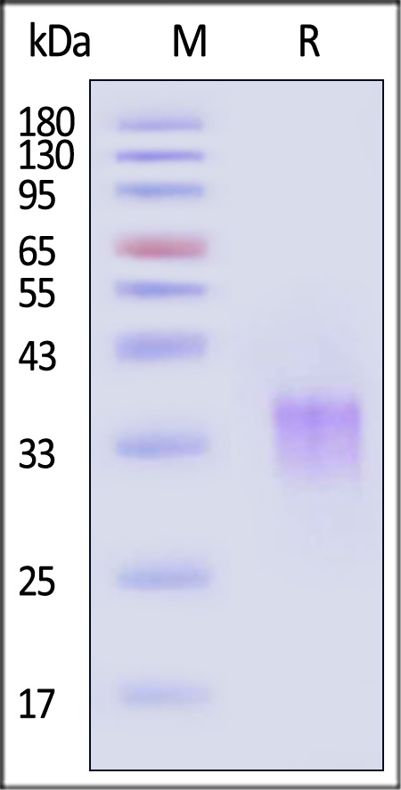 CD8-M52H6-sds