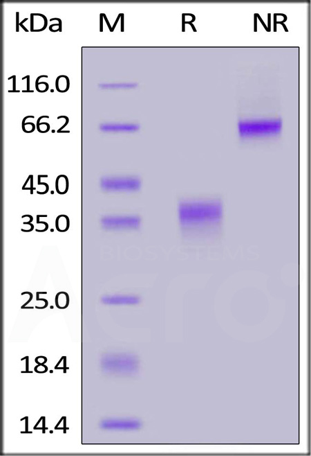 CD8-M82E3-sds