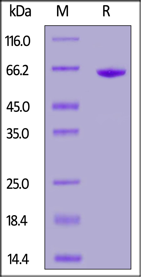 FMC63 SDS-PAGE