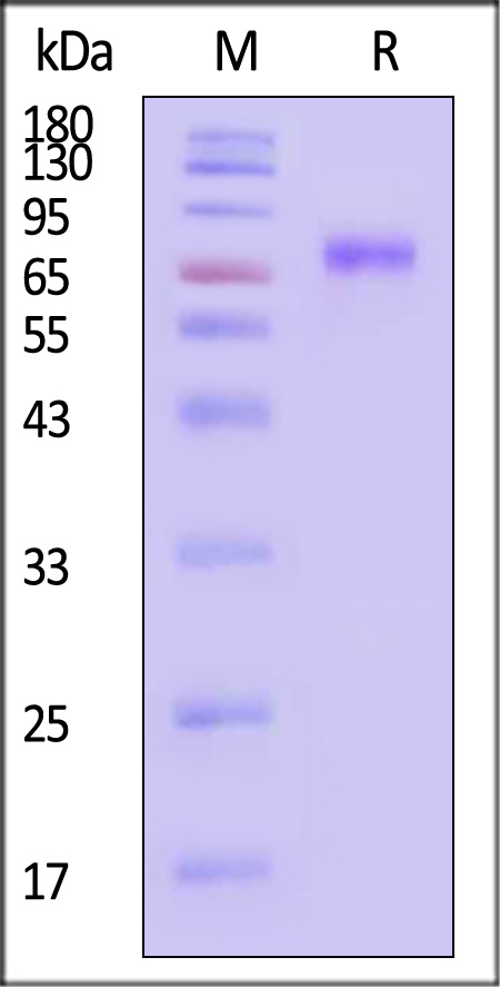 CD9-C5PH3-sds