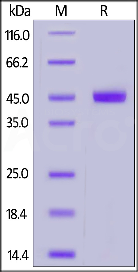 CD9-H5246-sds