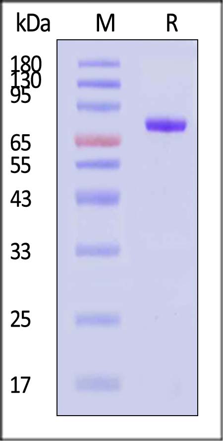 CD19 SDS-PAGE