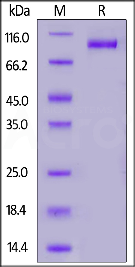 CD9-H5253-sds