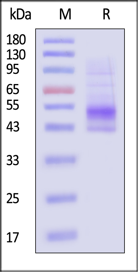 CD19 SDS-PAGE