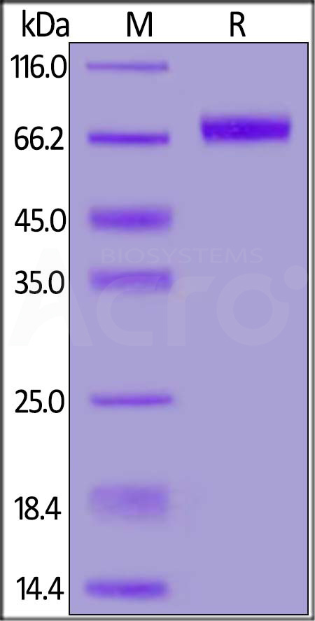 CD39 SDS-PAGE