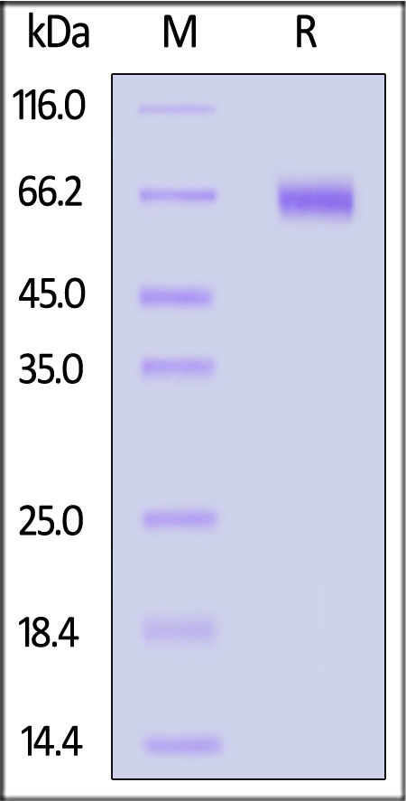 CD9-H52H5-sds