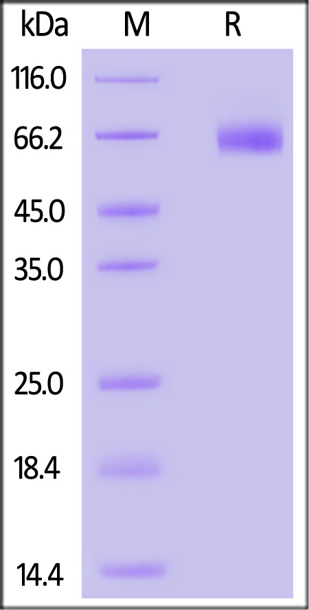 CD9-H52H7-sds