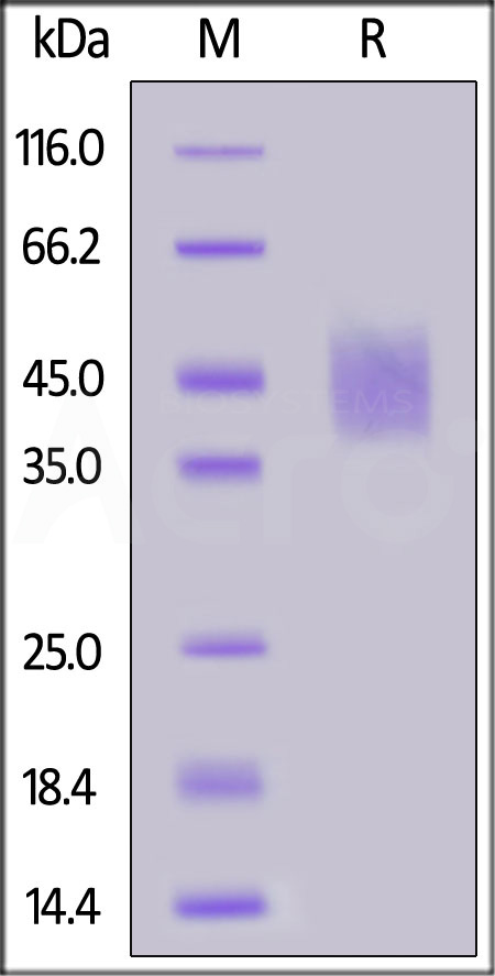 CD9-H52Ha-sds