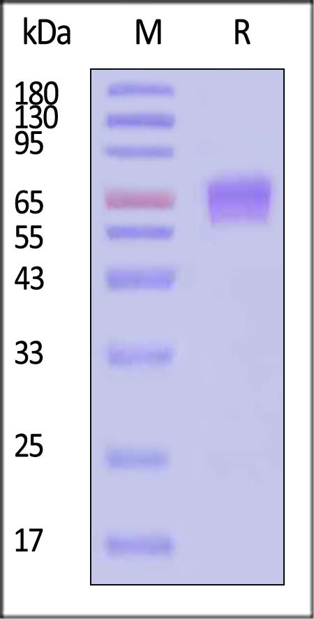 CD19 SDS-PAGE