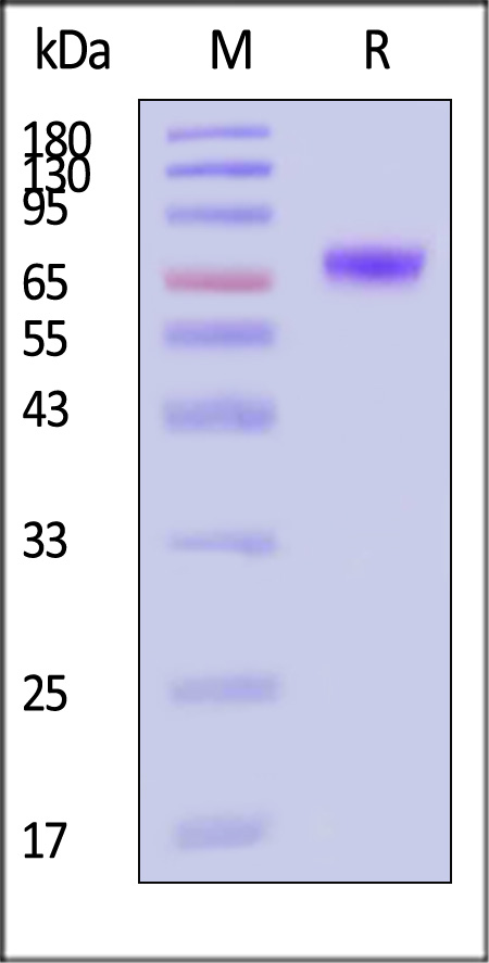 CD9-H82E6-sds