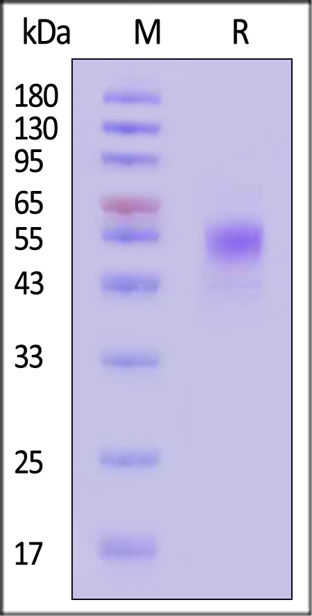 CD19 SDS-PAGE