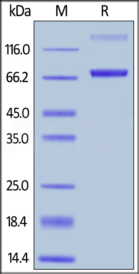 CD19 SDS-PAGE