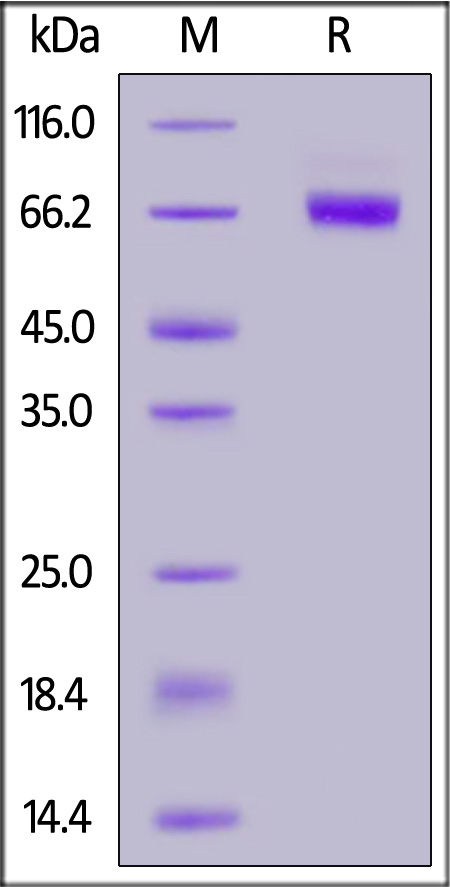 CD9-M52H3-sds