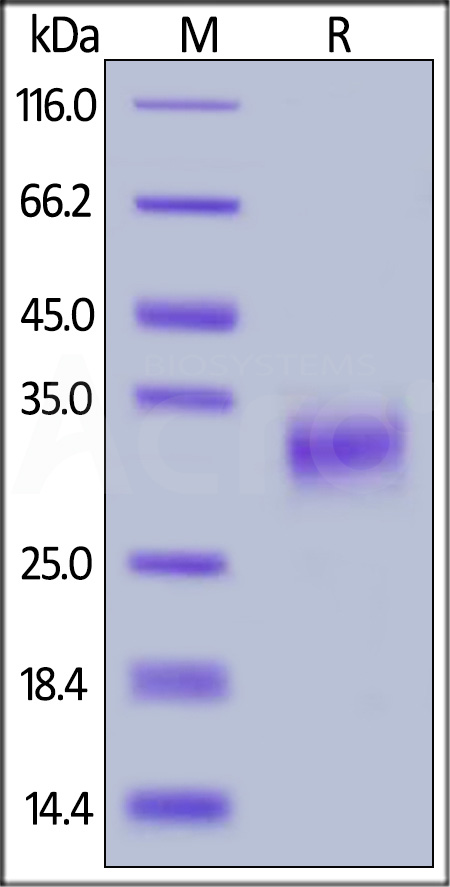 Fc gamma RIIA / CD32a SDS-PAGE