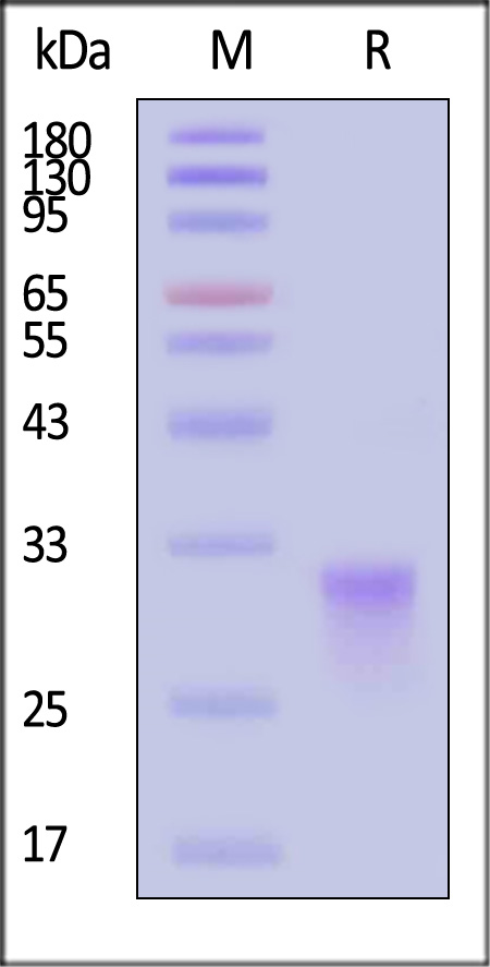 CD8 alpha SDS-PAGE