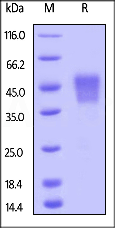 Fc gamma RIIIA / CD16a SDS-PAGE