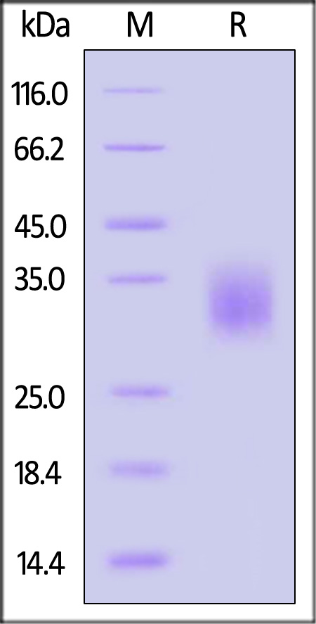 CDA-H5283-sds