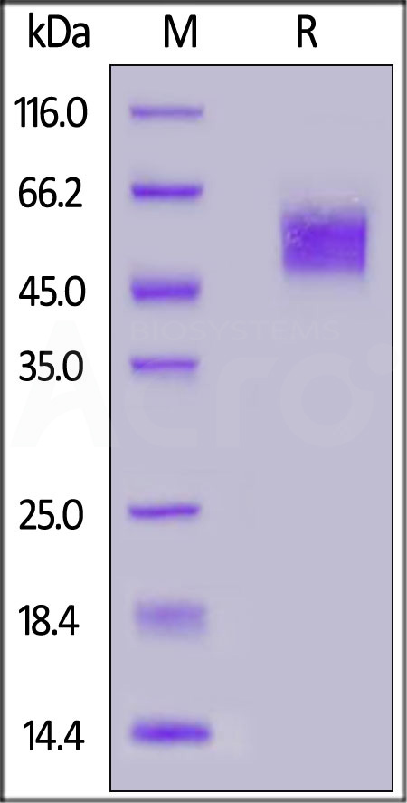 Fc gamma RIIIA / CD16a SDS-PAGE