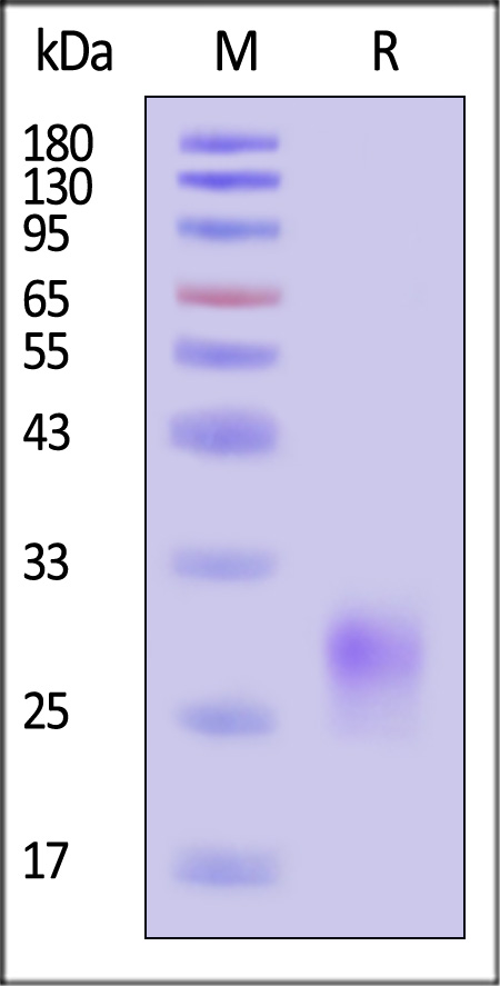 CDA-H52H3-sds