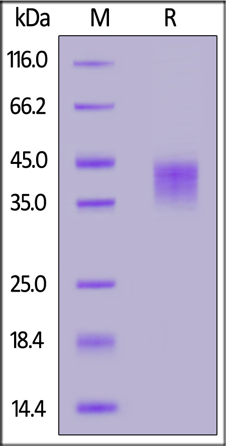 Fc gamma RIIIA / CD16a SDS-PAGE