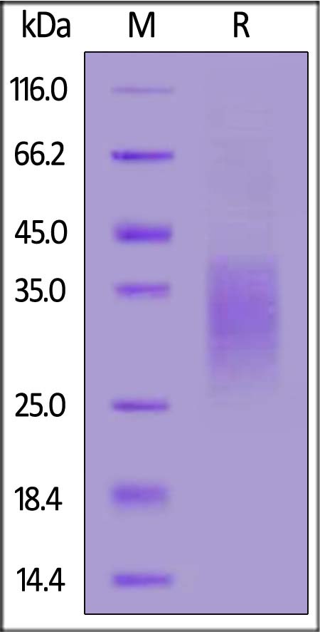 CDA-H52H8-sds