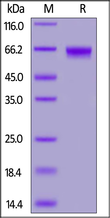 CDA-H52H9-sds