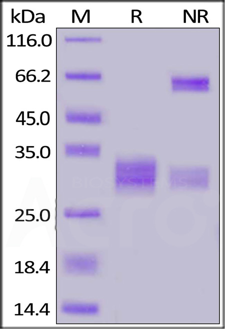 CDA-H52W5-sds