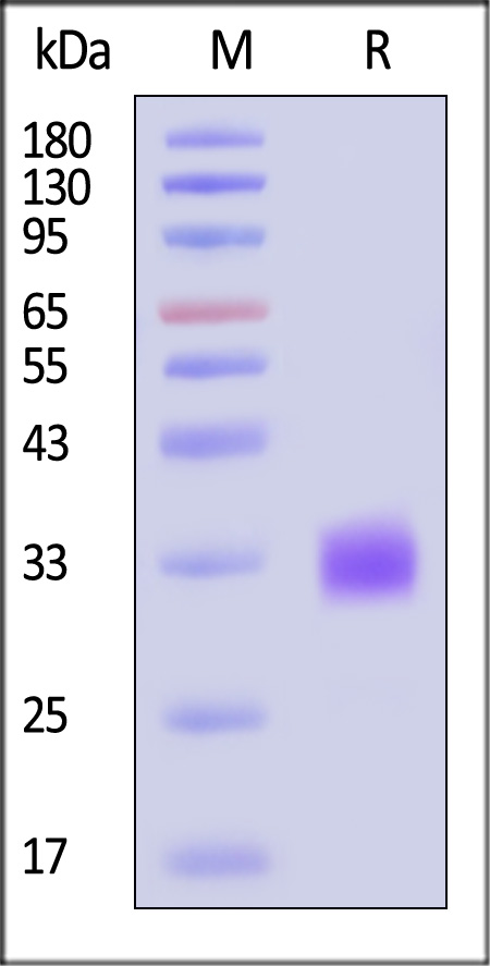 CDA-H82E5-sds