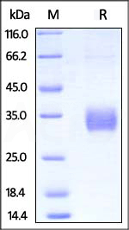 Fc gamma RIIA / CD32a SDS-PAGE