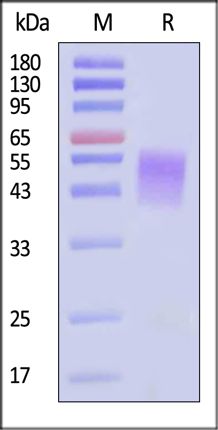 Fc gamma RIIIA / CD16a SDS-PAGE