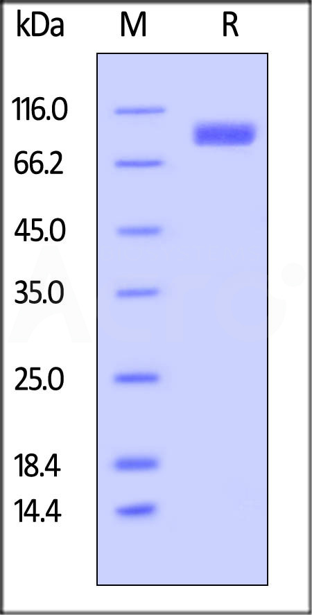 CDA-H82F2-sds