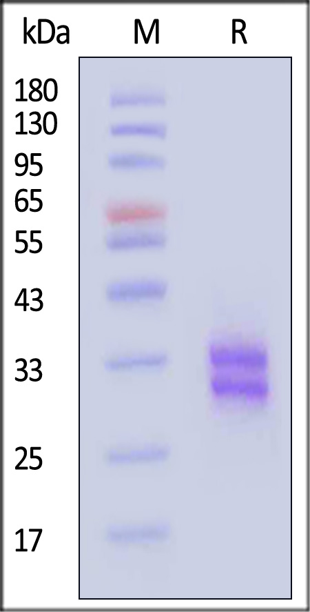 CD8 alpha & beta SDS-PAGE