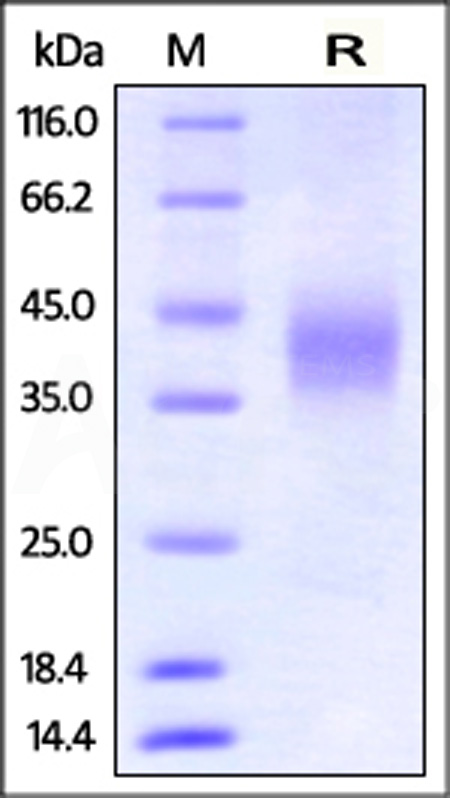 Fc gamma RIII / CD16 SDS-PAGE