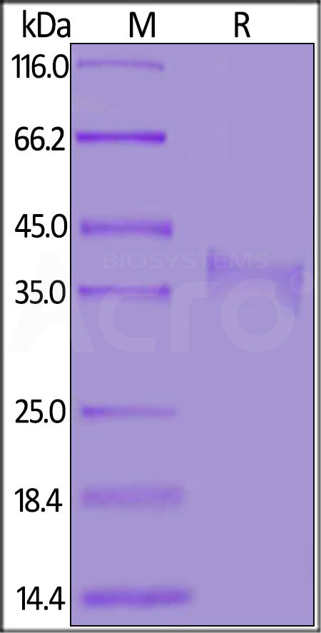 Biotinylated Mouse CD8 alpha, His,Avitag (Cat. No. CDA-M82E8) SDS-PAGE gel