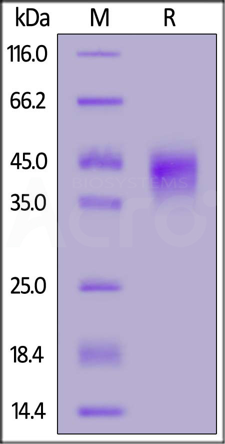 Rat CD32a, His Tag (Cat. No. CDA-R52H5) SDS-PAGE gel