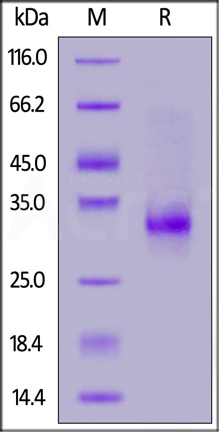 CDB-C5224-sds