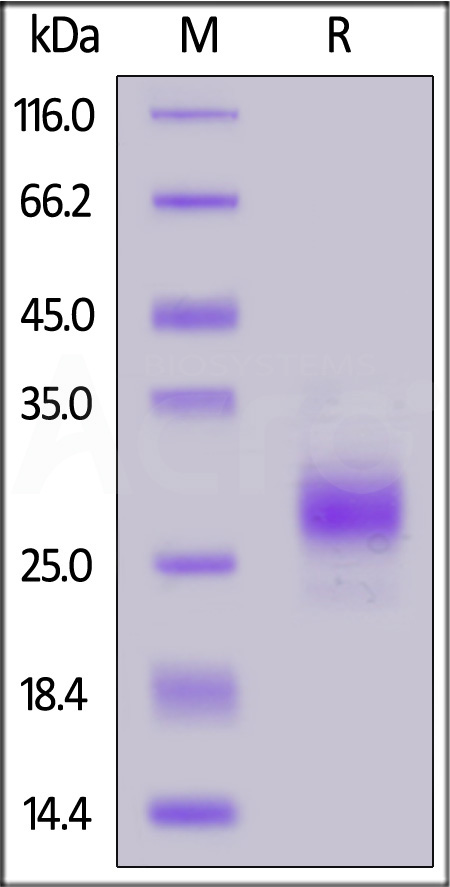 CDB-C52H3-sds