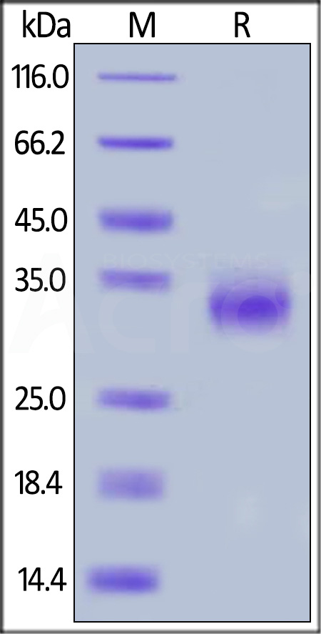 CDB-C82E4-sds