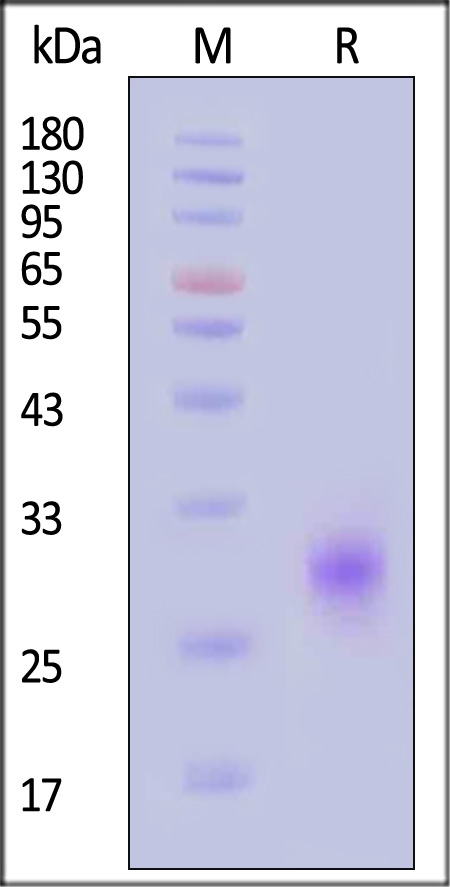 Fc gamma RIIB/C / CD32b/c SDS-PAGE