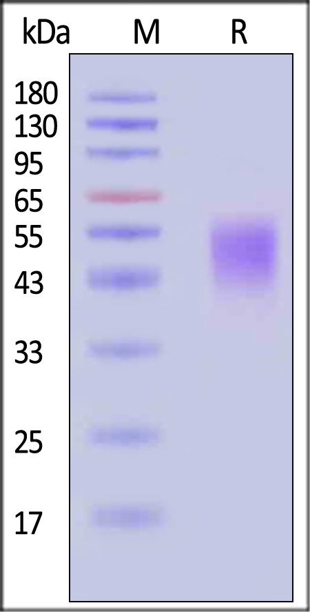 CDB-H5283-sds