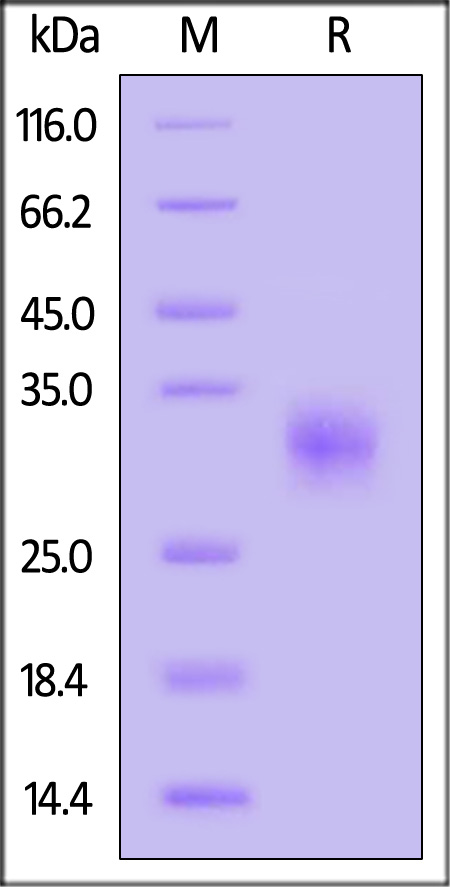 CDB-H5284-sds