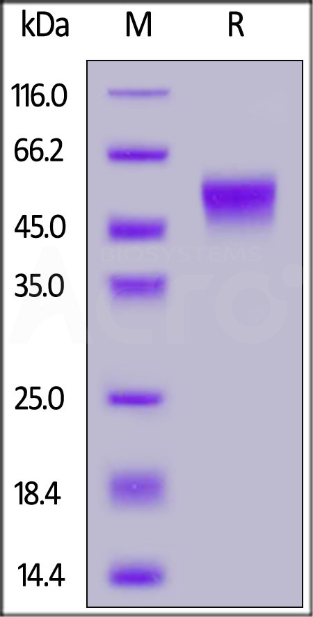 CDB-H5294-sds