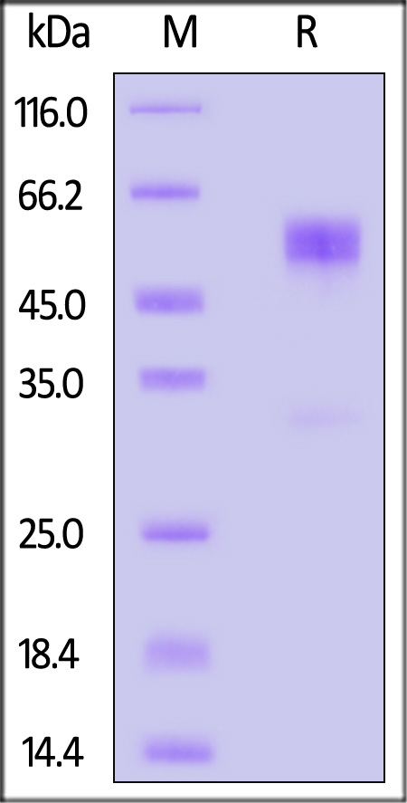 CDB-M5253-sds