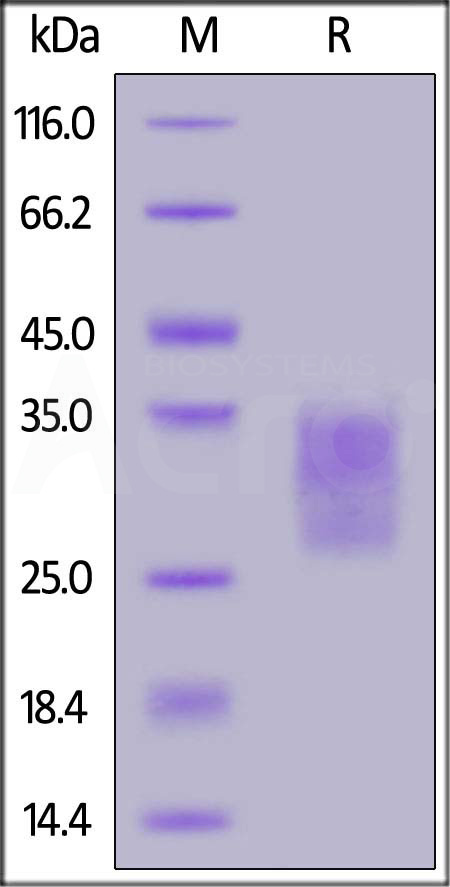 CDB-M52H3-sds