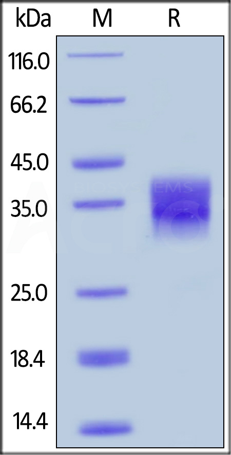 Fc gamma RIIB / CD32b SDS-PAGE