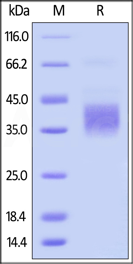 CDB-M82E8-sds