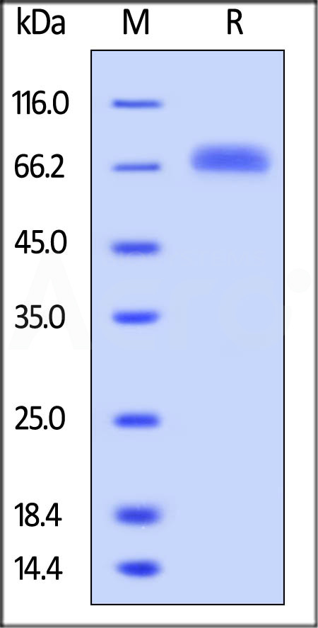 Human LILRB5, His Tag (Cat. No. CDC-H5220) SDS-PAGE gel