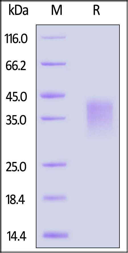 CDC-H5224-sds